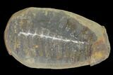 Pecopteris Fern Fossil (Pos/Neg) - Mazon Creek #89913-1